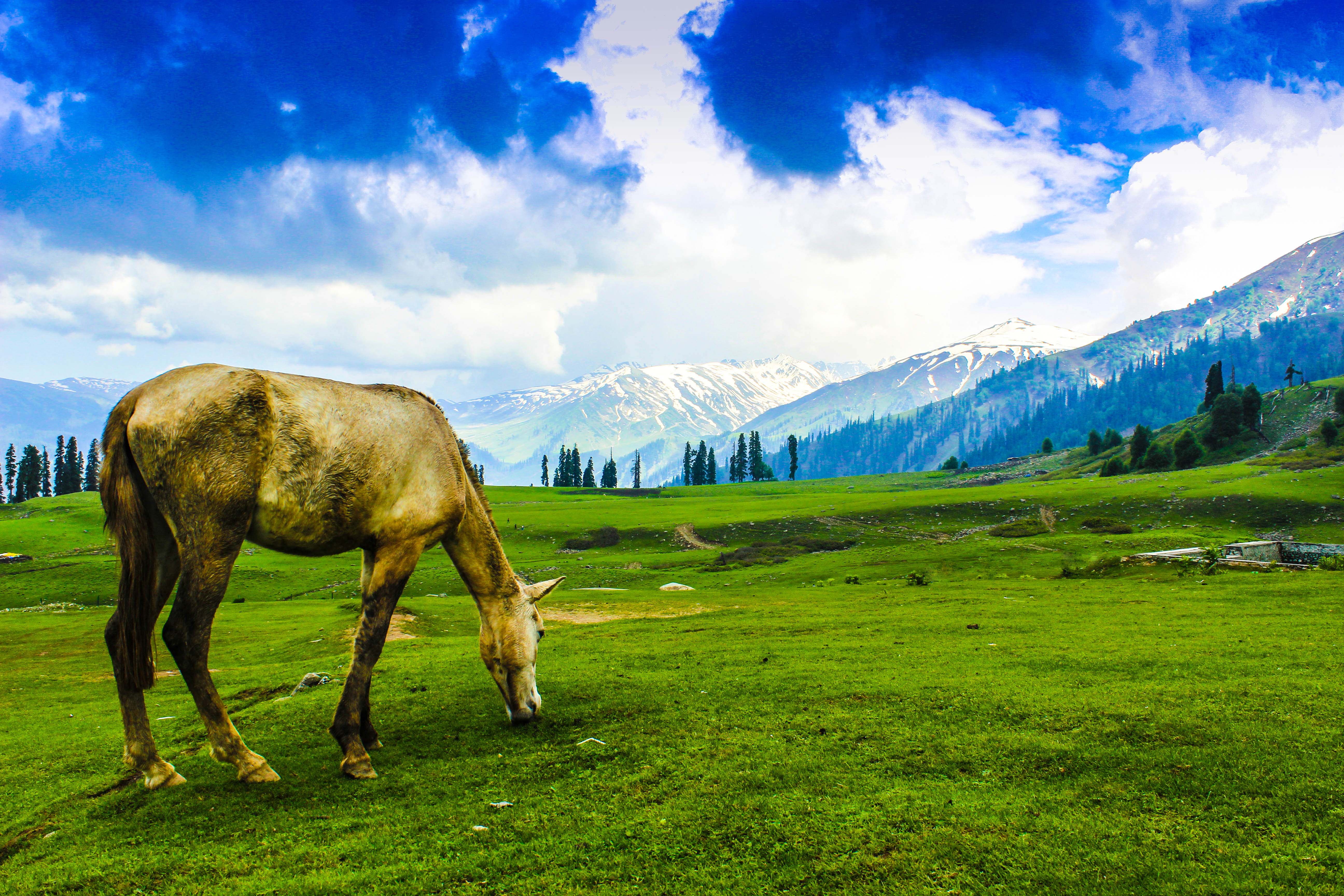 Gulmarg