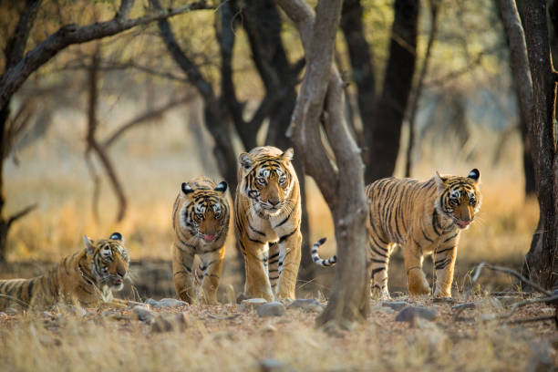 Rajasthan