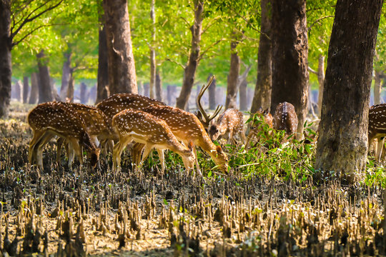 West Bengal