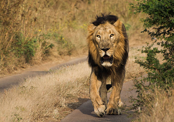 Gujarat